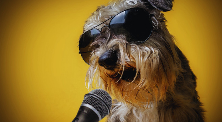 un cane Schnauzer con occhiali da sole che canta di fronte a un microfono