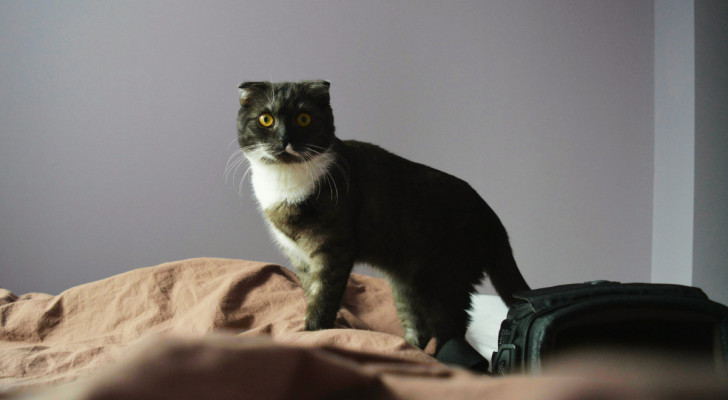 Un gatto in piedi su un letto con sguardo attento e curioso
