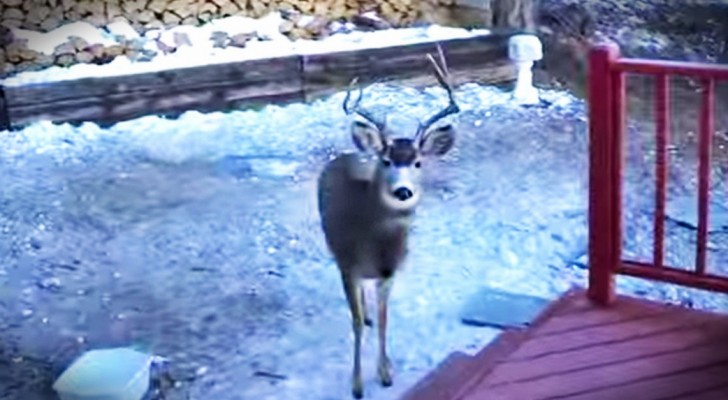 A deer goes right up the porch of this house, but the real SURPRISE arrives shortly after!