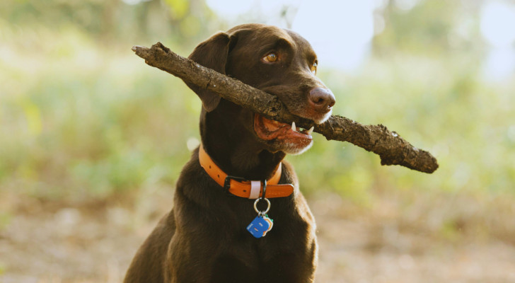 un cane con collare e targhetta che tiene in bocca un ramo