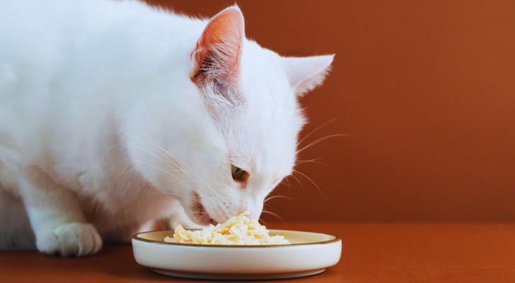 un gatto bianco che mangia da una ciotola