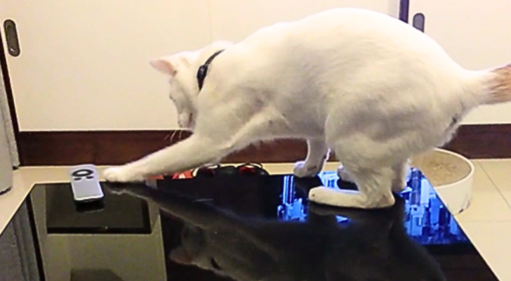Gatto bianco sul tavolo fa cadere il telecomando in terra
