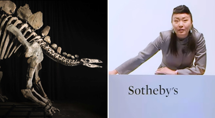 En del av Stegosaurus-skelettet och Sotheby's auktionsförrättare Phyllis Kao
