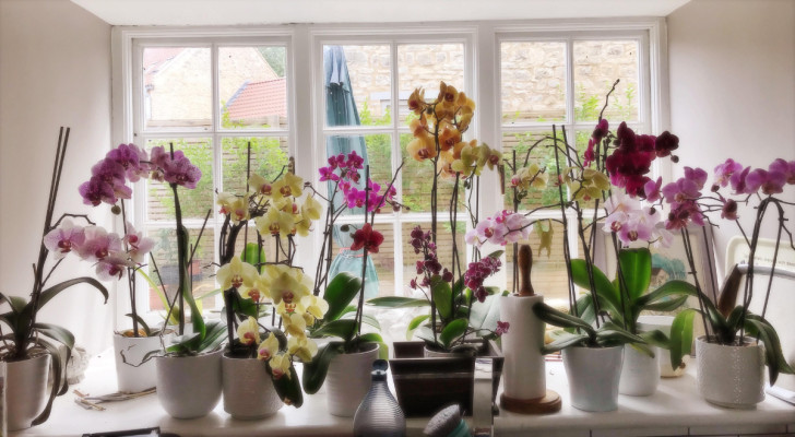 Orchidées en fleurs sur le rebord d'une fenêtre de cuisine