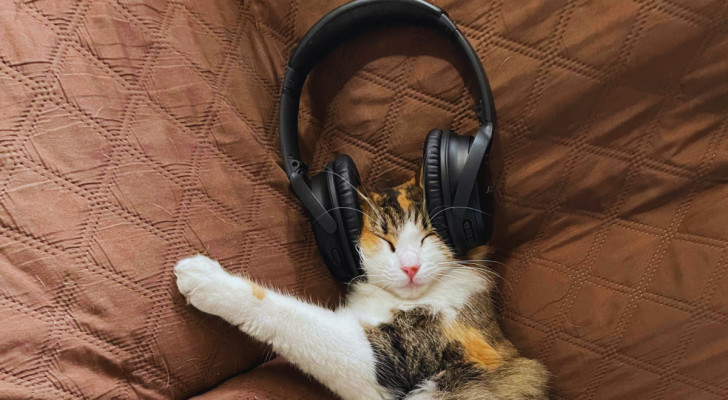 un gatto che riposa su un divano con le cuffie per ascoltare musica attorno alla testa