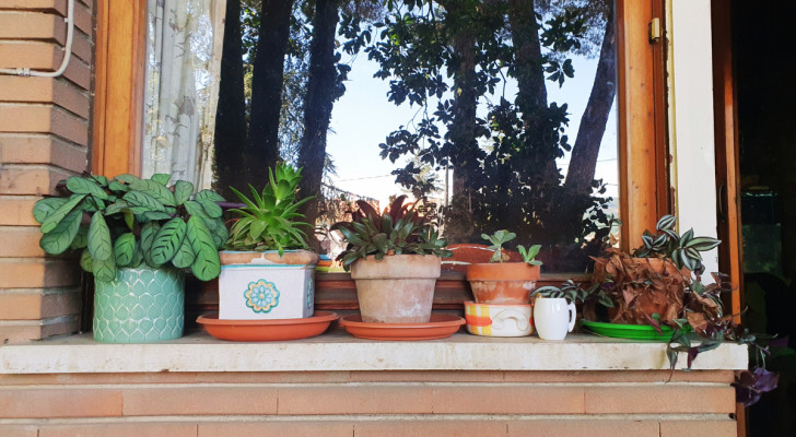 un davanzale esterno decorato con vasi di piante 