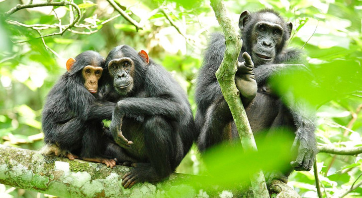 Eine Gruppe von Schimpansen in Uganda