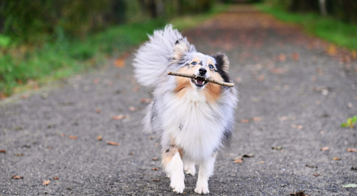 un cane che riporta un bastone