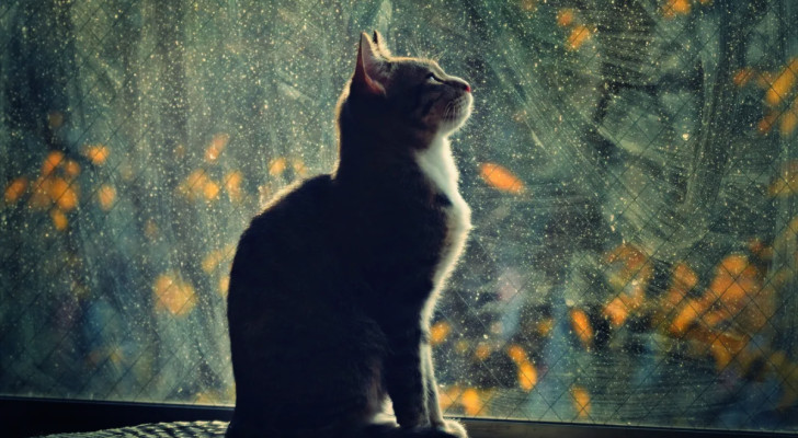 un gatto che guarda fuori da una finestra di notte
