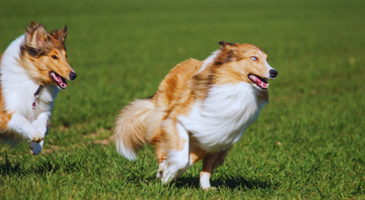 Due cani scotch collie che corrono su un prato