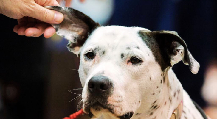 Un cane d'assistenza cui viene toccato un orecchio