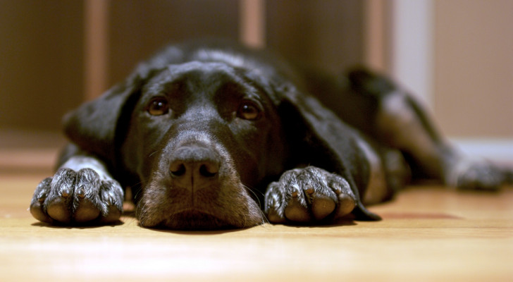 primo piano di un cane nero sdraiato a terra