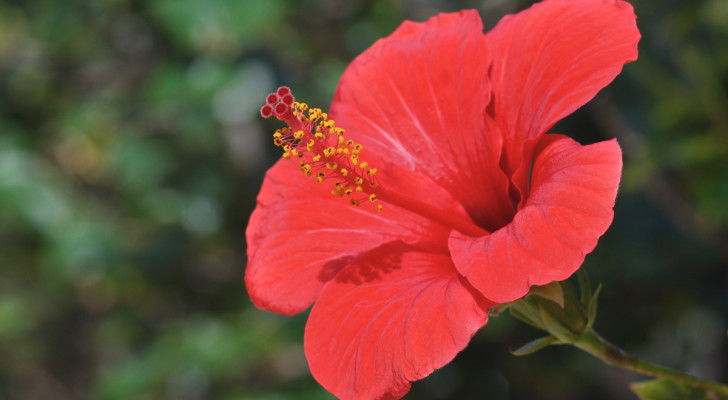 Nahaufnahme einer roten Hibiskusblüte