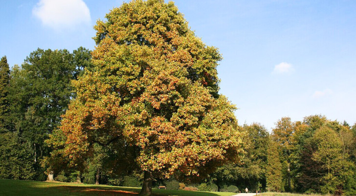 En Liriodendron tulipifera i Domaine Solvay Park, La Hulpe, Belgien