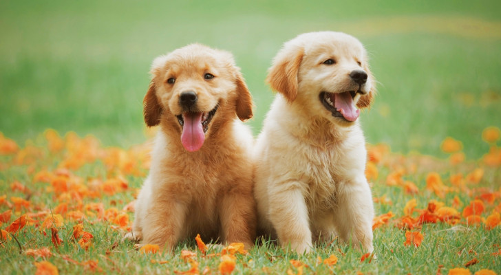 Puppies sitting on a garden lawn