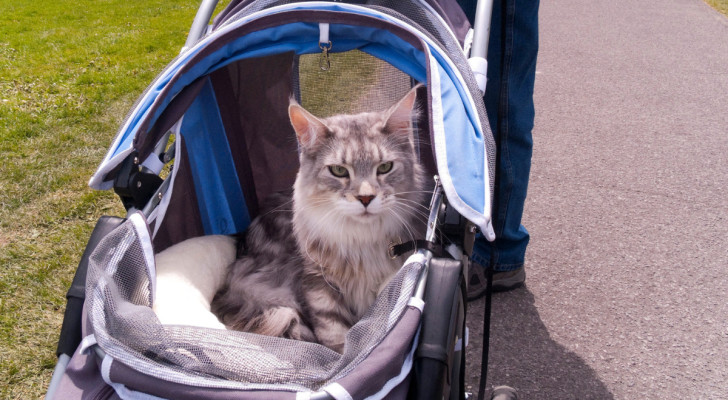 un gatto a pelo lungo in un passeggino per gatti