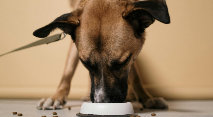 cane che mangia da una ciotola