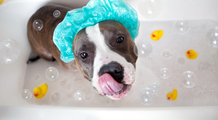 un cane con cuffia da bagno dentro a una vasca con paperelle di gomma