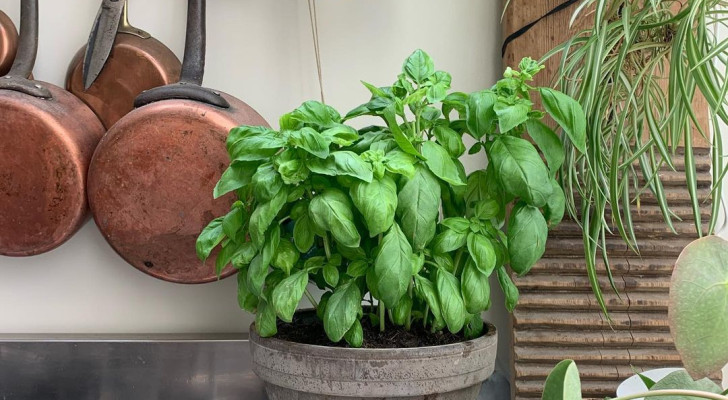 Potted basil plant