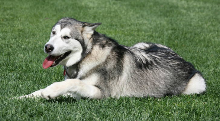 Un cane husky steso nel prato con la bocca aperta