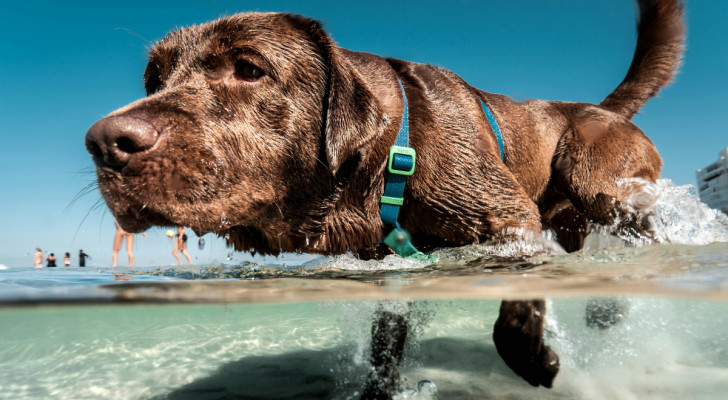 un cane che entra in acqua inquadrato anche sott'acqua