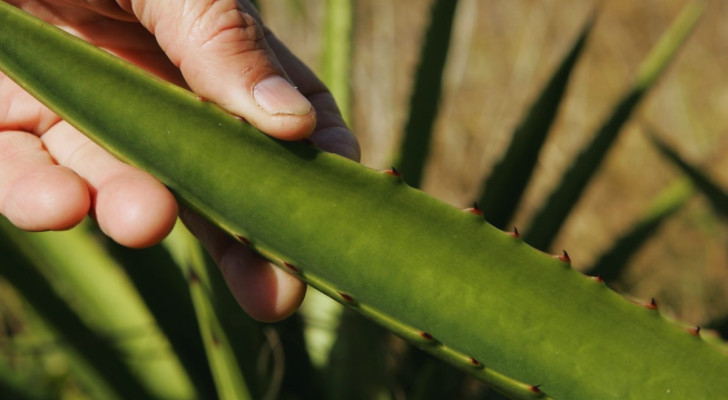 Dettaglio di una foglia di aloe tenuta in mano da una persona