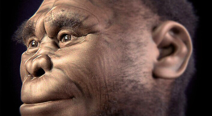 Rekonstruktion des Gesichts von Homo floresiensis