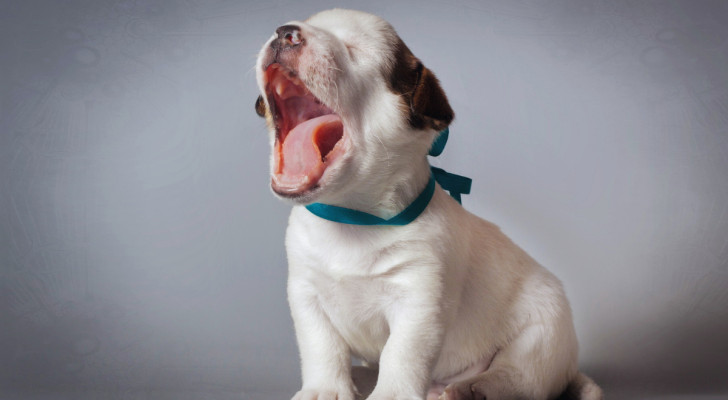 cucciolo di cane che sbadiglia