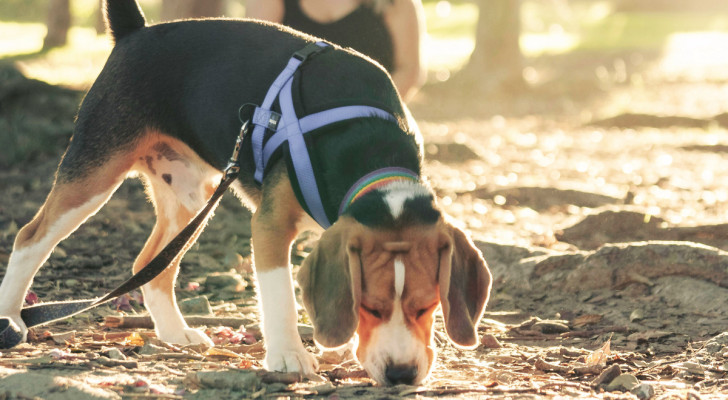 un beagle a guinzaglio sciolto che annusa il terreno