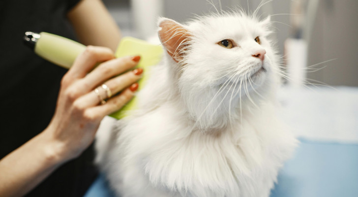 un gatto bianco a pelo lungo mentre viene pettinato