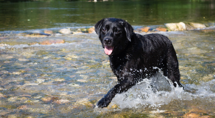 Un cane nero che cammina in un lago