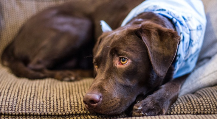 Un cane marrone sdraiato su un divano