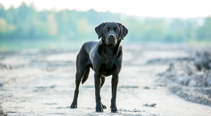 Un cane nero sull'attenti