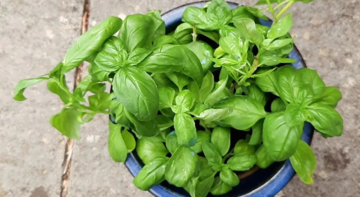 een basilicumplant in een blauwe pot