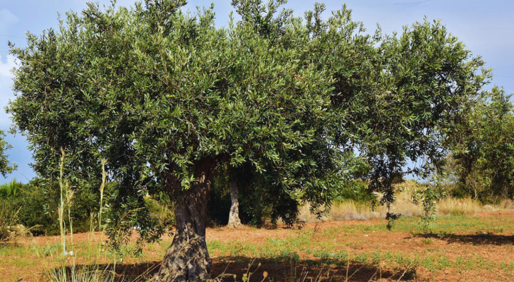 Un ulivo nel mezzo di un campo