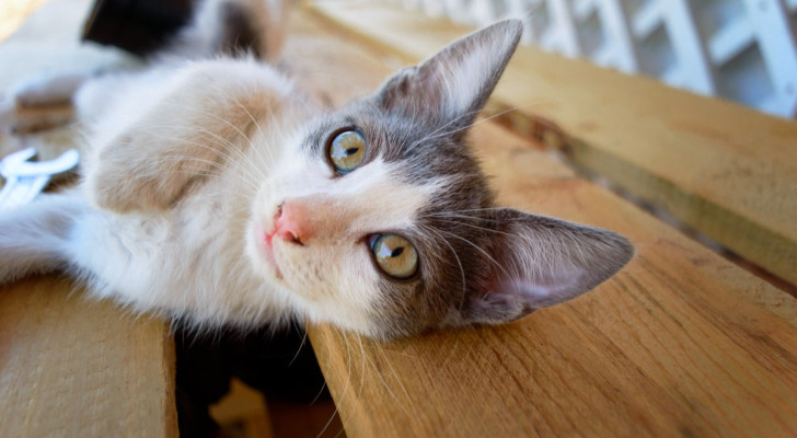 Un gattino grigio e bianco con grandi occhi verdi, sdraiato su una panca di legno, guarda direttamente in camera cercando attenzione