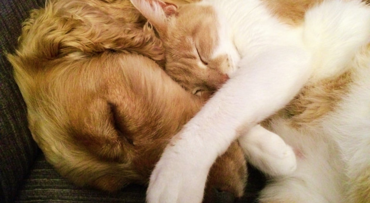 un cane e un gatto che dormono insieme su un divano