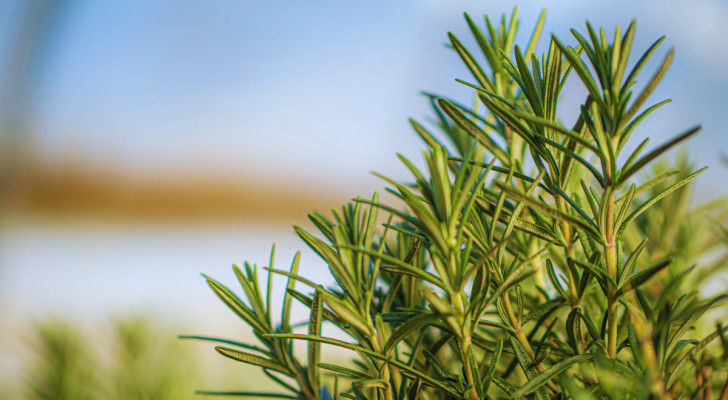 takken van bloeiende en weelderige rozemarijnplant