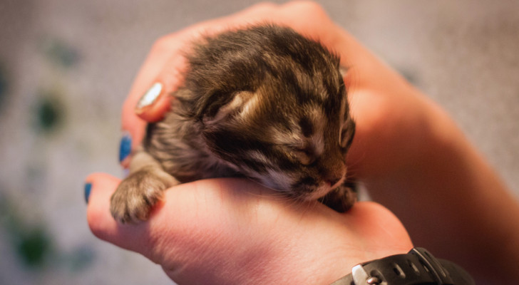 un gattino appena nato tenuto tra le mani di una persona