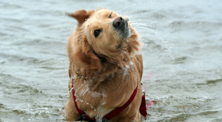 un golden retriever che scuote la testa uscendo dall'acqua