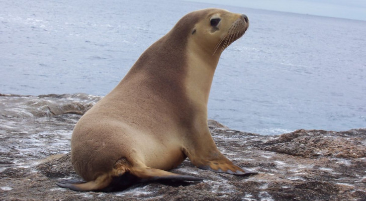 Ein australischer Seelöwe, wie er von den Forschern beim Filmen des Meeresbodens eingesetzt wird