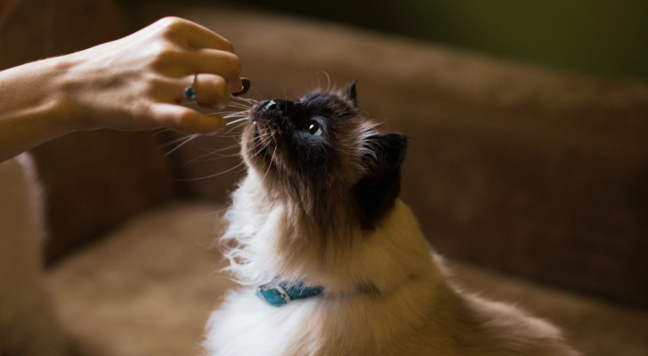 un gatto siamese che annusa un croccantino porto dalla mano del padrone