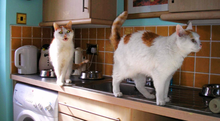 due gatti che camminano sui ripiani di una cucina