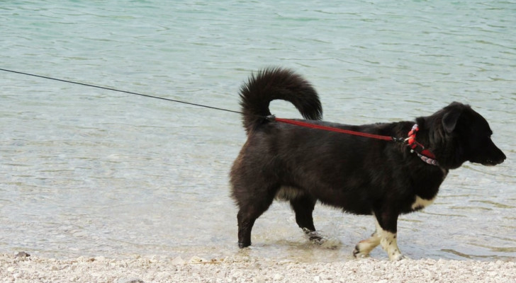 un cane nero passeggia sulla spiaggia con un collare e un guinzaglio allungabile