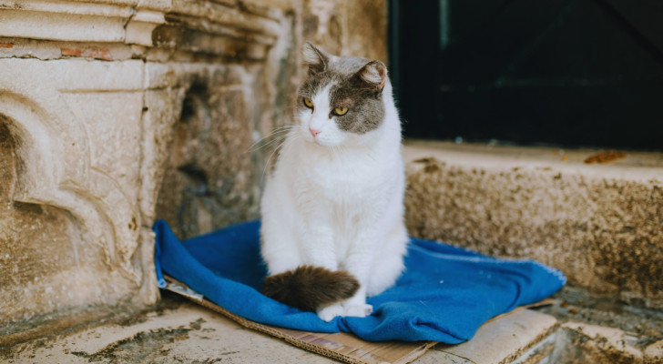 un gatto adulto dal pelo bianco e grigio seduto vicino all'entrata di una casa