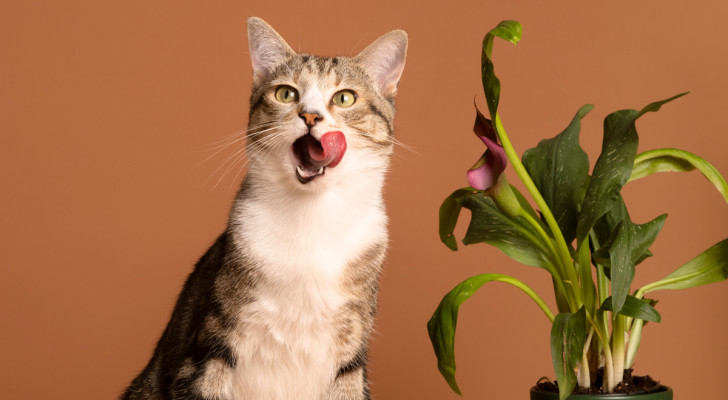 un gatto che si lecca i baffi di fronte a una tavola apparecchiata