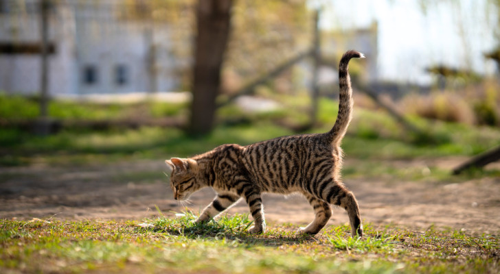 un gatto che cammina con la coda inarcata