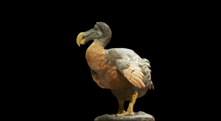 Dodo en plâtre et en cire du Muséum d'histoire naturelle de Paris, milieu du 19e siècle