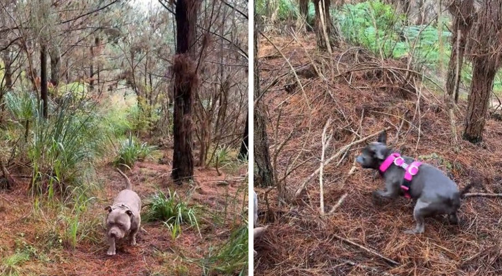 Lulu e Tuktuk che si divertono nel bosco rilassandosi o correndo in libertà