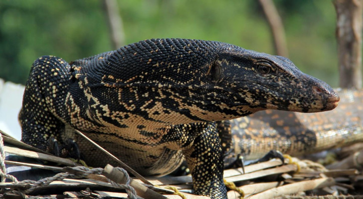 Un varano d'acqua asiatico ripreso in primo piano, mentre cammina in natura